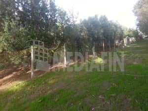 veter fossa faro 60 04