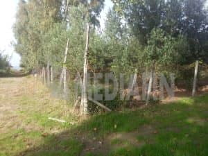 veter fossa faro 60 05