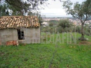 veter s antonio 5