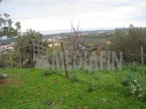 veter s antonio 6