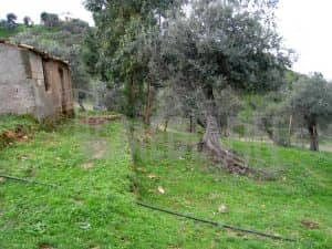 veter s antonio 7