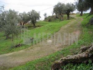 veter s antonio 8