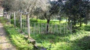 vetercasa celadi 50 10