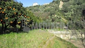 vetercasa celadi 50 14
