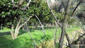vetercasa celadi 50 18